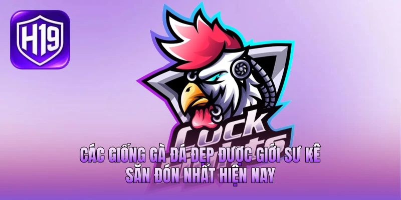 Các Giống Gà Đá Đẹp Được Giới Sư Kê Săn Đón Nhất Hiện Nay