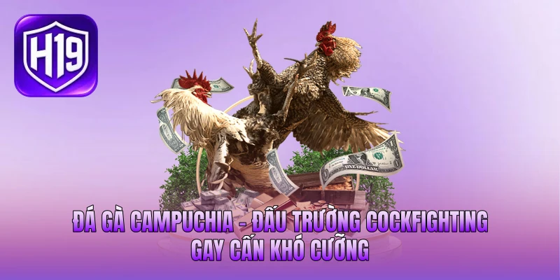 Đá Gà Campuchia - Đấu Trường Cockfighting Gay Cấn Khó Cưỡng
