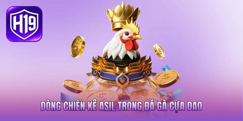 Dòng chiến kê Asil trong đá gà cựa dao Dòng chiến kê Asil trong đá gà cựa dao