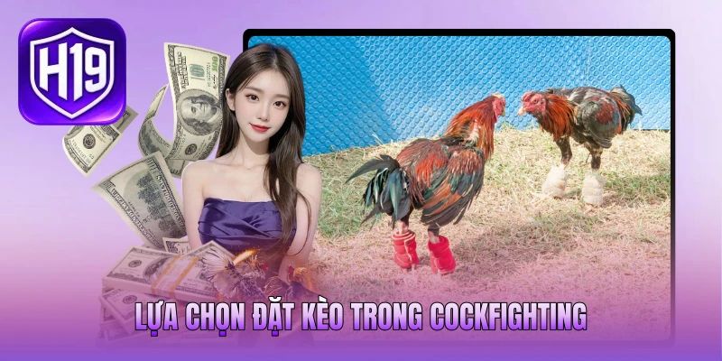 Lựa chọn đặt kèo trong Cockfighting Lựa chọn đặt kèo trong Cockfighting