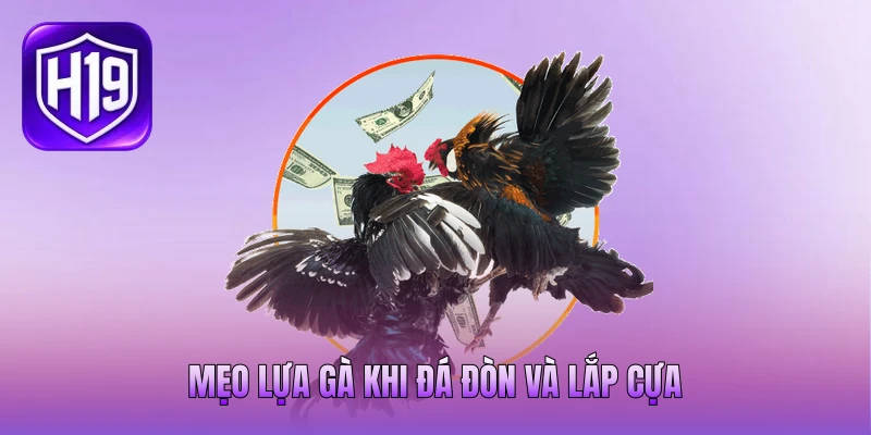 Mẹo lựa gà khi đá đòn và lắp cựa Mẹo lựa gà khi đá đòn và lắp cựa