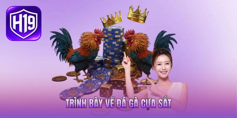 Trình bày về đá gà cựa sắt Trình bày về đá gà cựa sắt