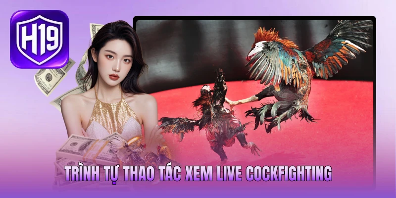 Trình tự thao tác xem live Cockfighting Trình tự thao tác xem live Cockfighting