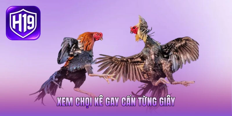 Xem chọi kê gay cấn từng giây Xem chọi kê gay cấn từng giây